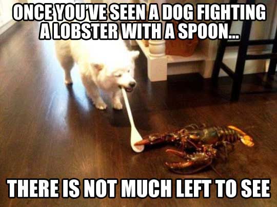 dog fighting lobster with spoon - Once Youve Seen A Dog Fighting Alobster With A Spoon... There Is Not Much Left To See