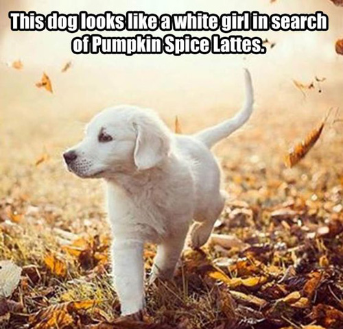 32 Funny AF Pumpkin Spice Memes Because...FALL!