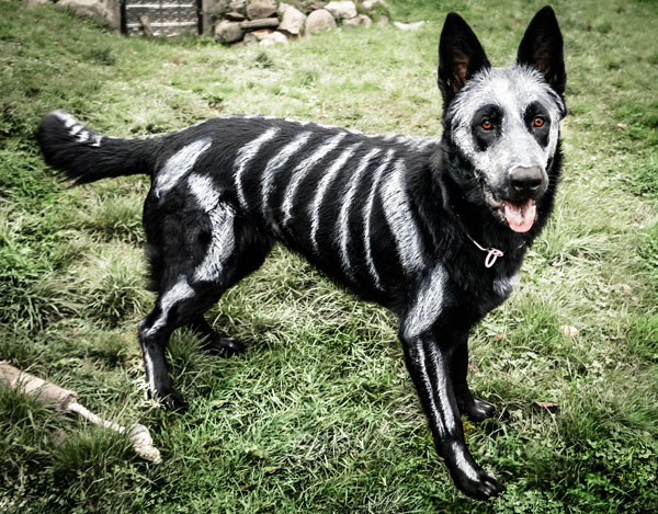 random pic skeleton dog paint
