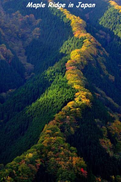random pic tenkawa mountain japan - Maple Ridge in Japan