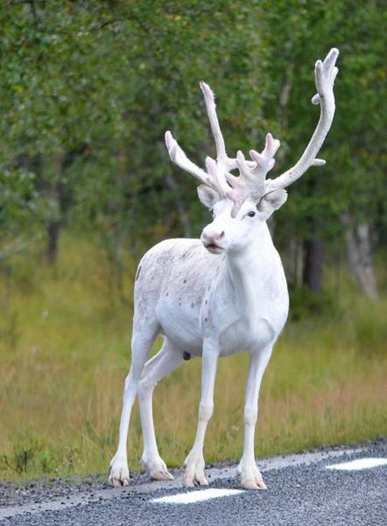 random pic white reindeer