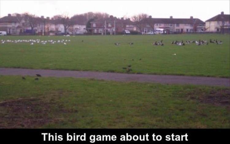 pasture - This bird game about to start
