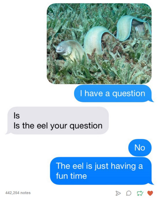tumblr - eel having a fun time - I have a question Is Is the eel your question No The eel is just having a fun time 442,254 notes