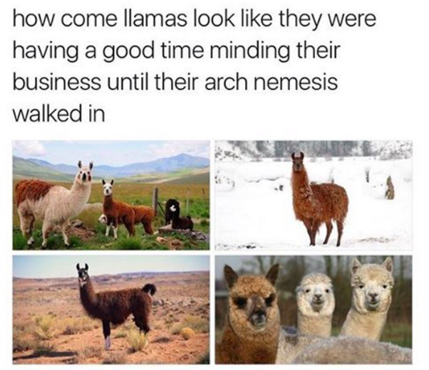 tumblr - llama - how come llamas look they were having a good time minding their business until their arch nemesis walked in f