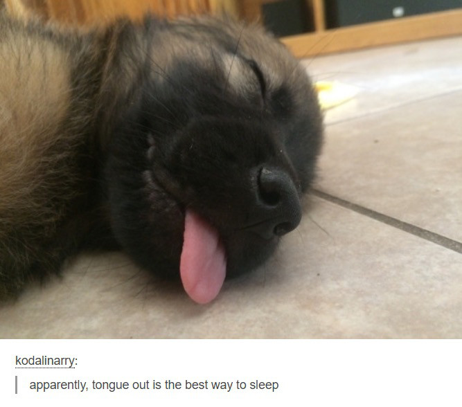 tumblr - dead dog with tongue out - kodalinarry apparently, tongue out is the best way to sleep