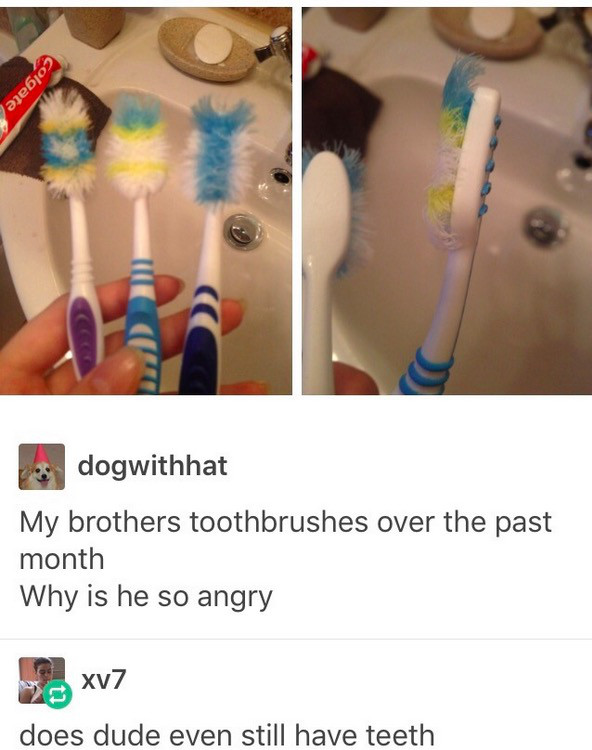 tumblr - my brother so angry toothbrush - Colgate dogwithhat My brothers toothbrushes over the past month Why is he so angry does dude even still have teeth