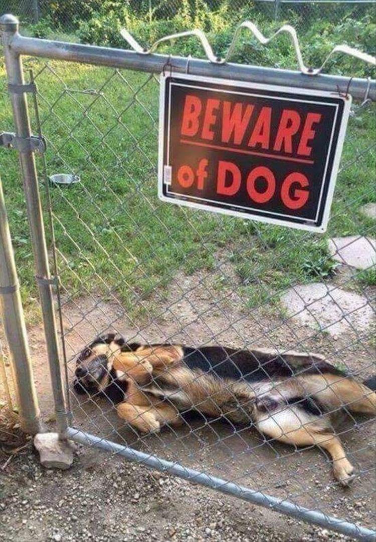 random pic beware of dog sign - Beware of Dog