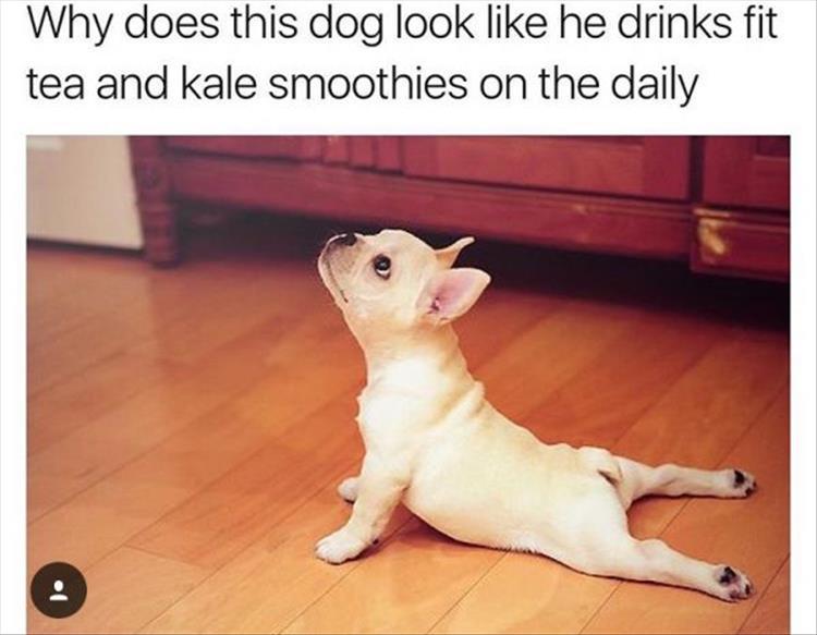 random pic yoga puppy - Why does this dog look he drinks fit tea and kale smoothies on the daily