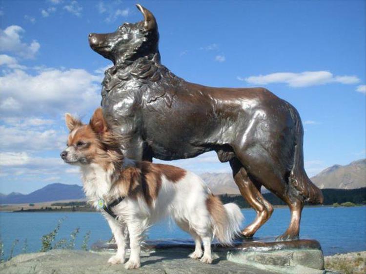 random pic icelandic sheepdog