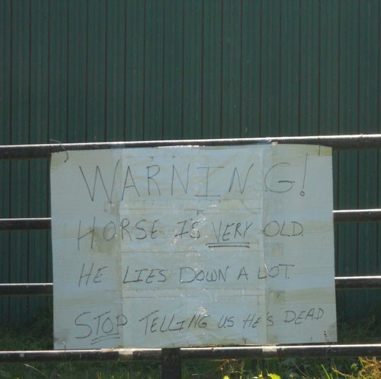 random pic sleeping horse sign - Warning! Horse Is Very Old He Lies Down A Lot Stop Telling Us He'S Dead