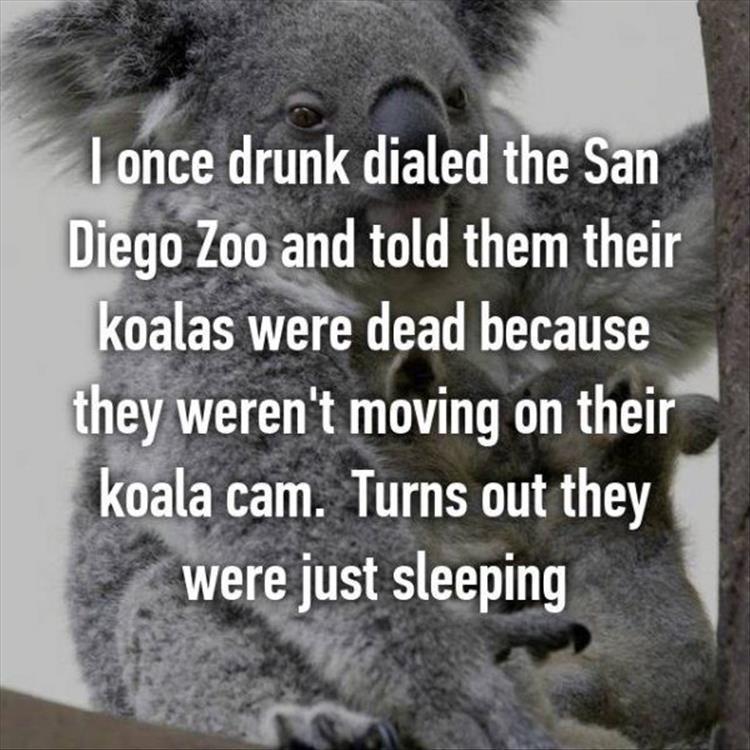 random pic koala - I once drunk dialed the San Diego Zoo and told them their koalas were dead because they weren't moving on their koala cam. Turns out they were just sleeping