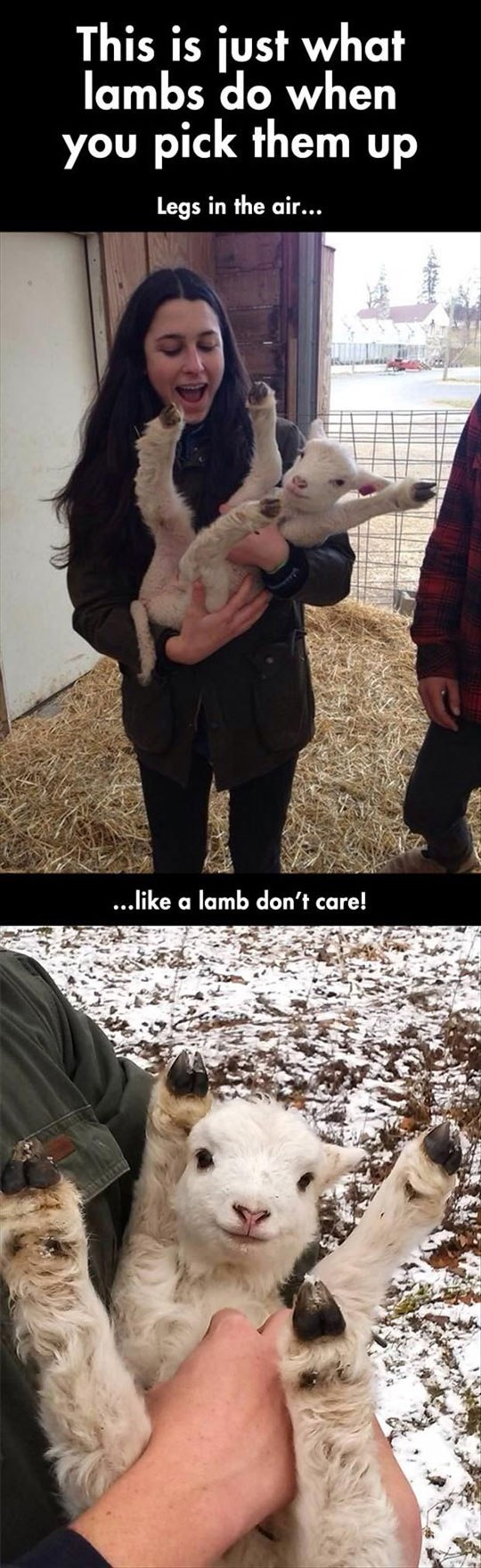 random pic cutest baby goats - This is just what lambs do when you pick them up Legs in the air... ... a lamb don't care!