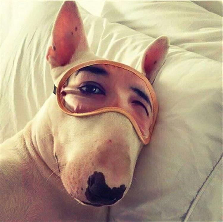 dog with sleeping mask