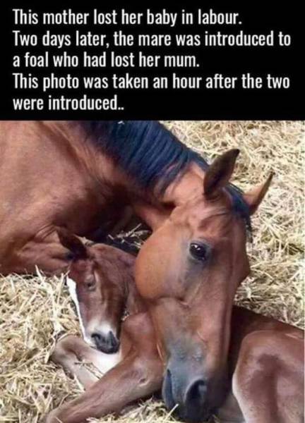 mother horse with foal - This mother lost her baby in labour. Two days later, the mare was introduced to a foal who had lost her mum. This photo was taken an hour after the two were introduced..