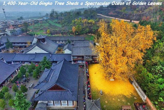 ginkgo tree japan - 1,400YearOld Gingko Tree Sheds a Spectacular Ocean of Golden Leaves Un