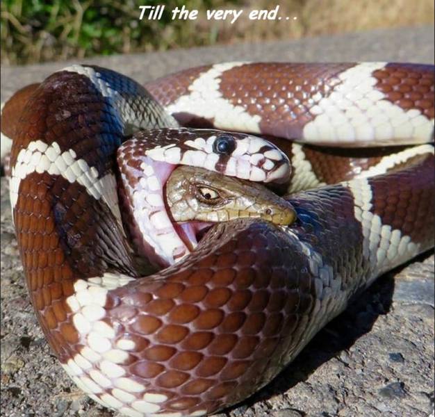 snake eating a snake - Till the very end...