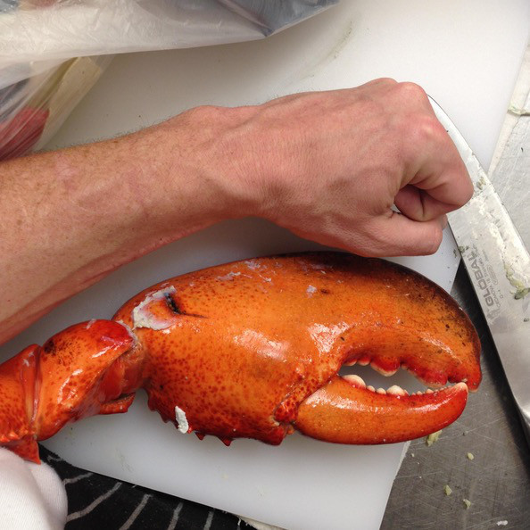 dungeness crab - Global