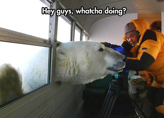 polar bear bus - Hey guys, whatcha doing?
