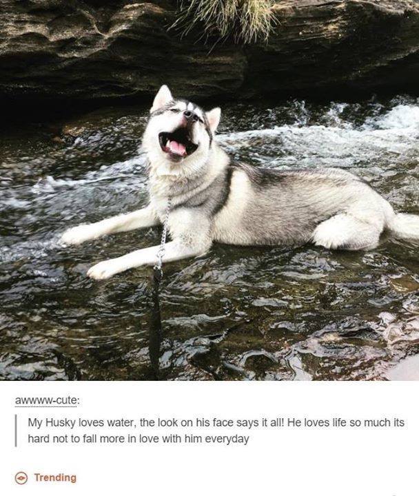 doggo husky - awwwwcute My Husky loves water, the look on his face says it all! He loves life so much its hard not to fall more in love with him everyday Trending