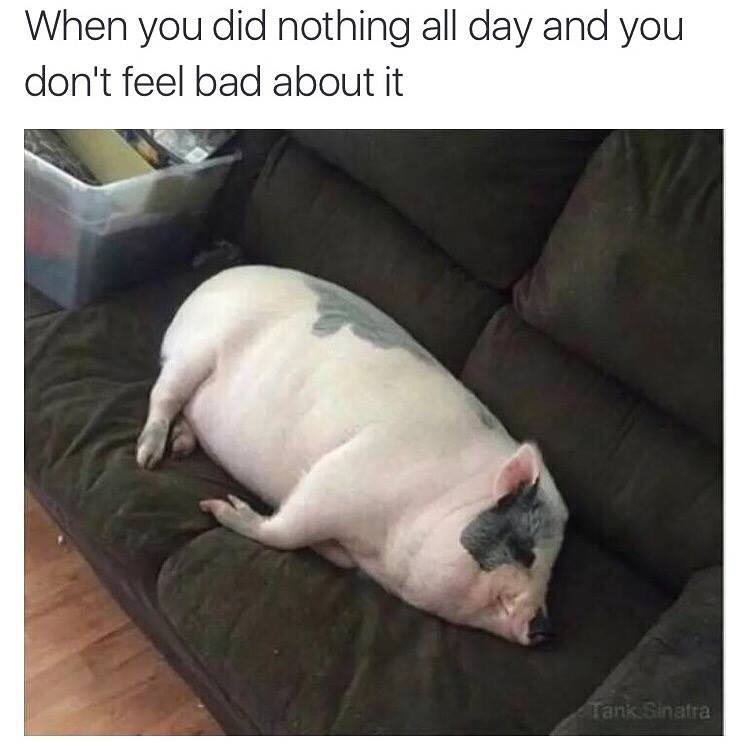 pig meme - When you did nothing all day and you don't feel bad about it Tank Sinatra