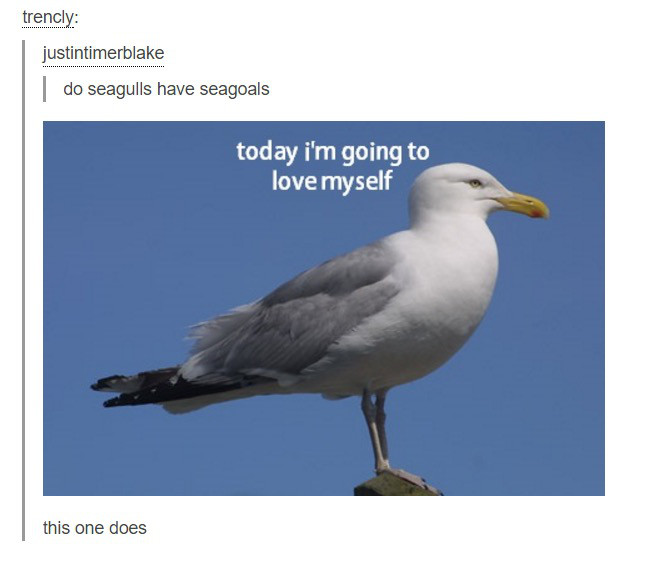 seagull meme - trencly justintimerblake do seagulls have seagoals today i'm going to love myself this one does