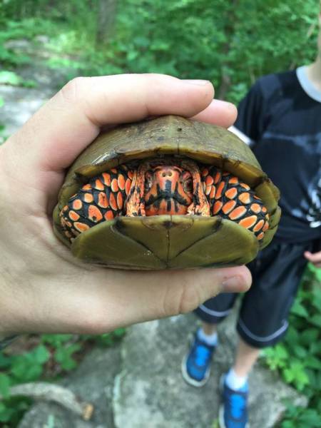 random pic darth maul tortoise