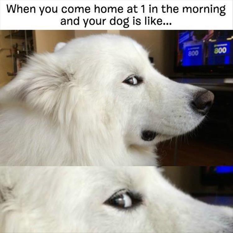 dog drunk memes - When you come home at 1 in the morning and your dog is ... 800 800
