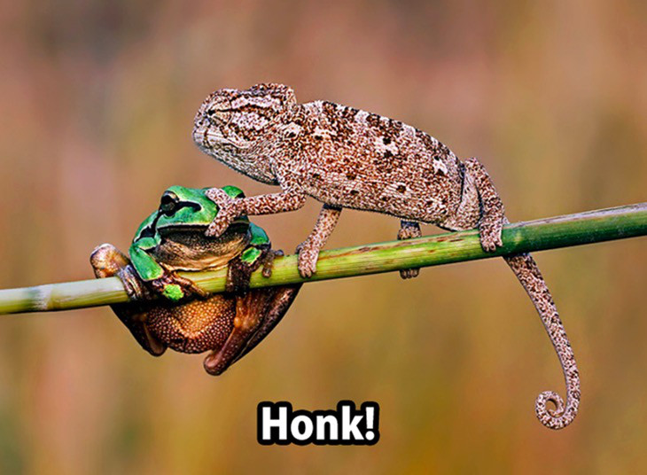 chameleon frog honk - Honk!