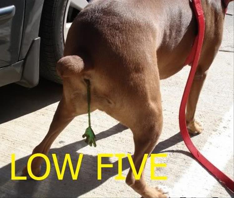 low five dog - Low Fm