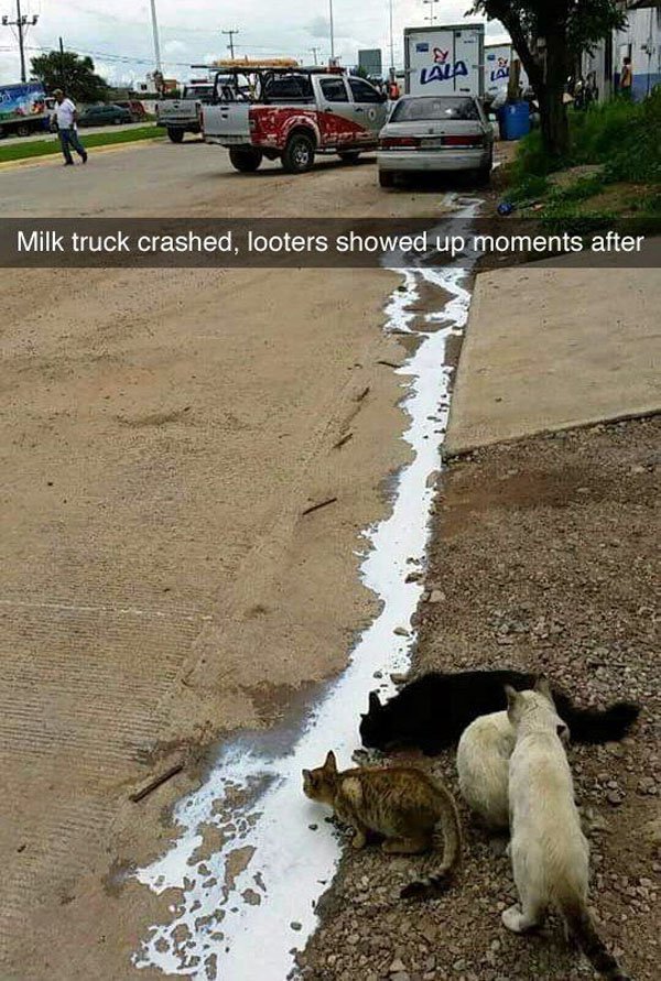 milk truck crash cats - Milk truck crashed, looters showed up moments after