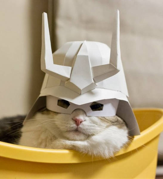 cat wearing a helmet