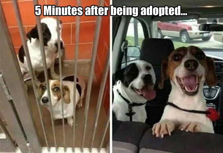 before and after dog adoption - 5 Minutes after being adopted...