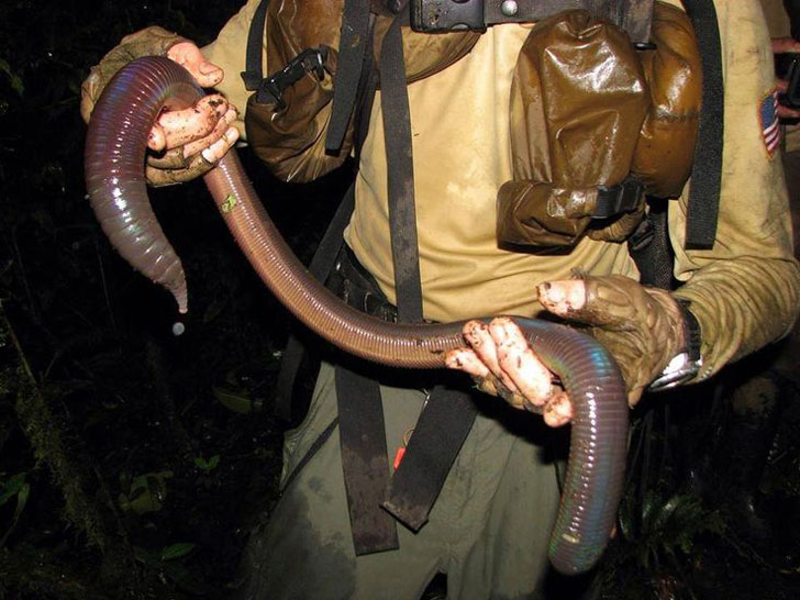 australian giant worm