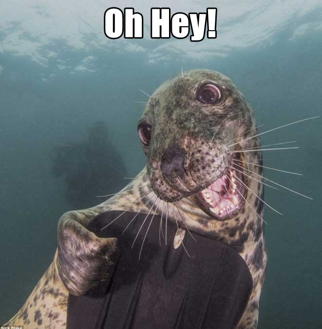 seal hello - Oh Hey!