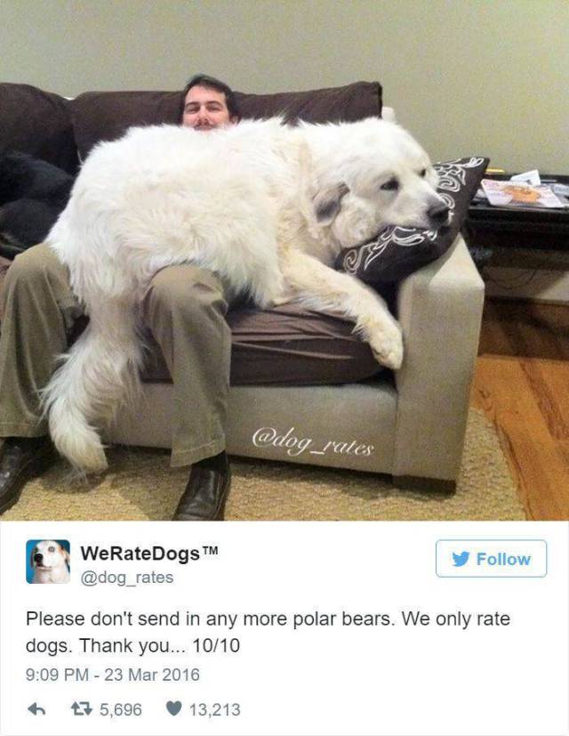 rate dogs - WeRateDogs Please don't send in any more polar bears. We only rate dogs. Thank you... 1010 h 47 5,696 13,213