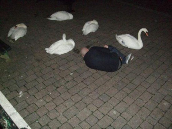 funny duck tumblr posts