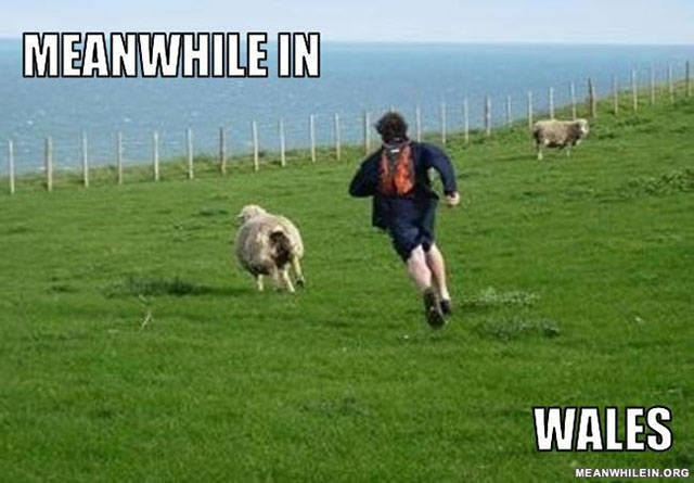 sheep shagging memes - Meanwhile In Wales Meanwhilein.Org