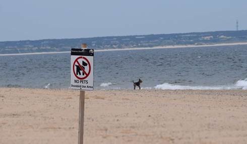 beach - No Pets