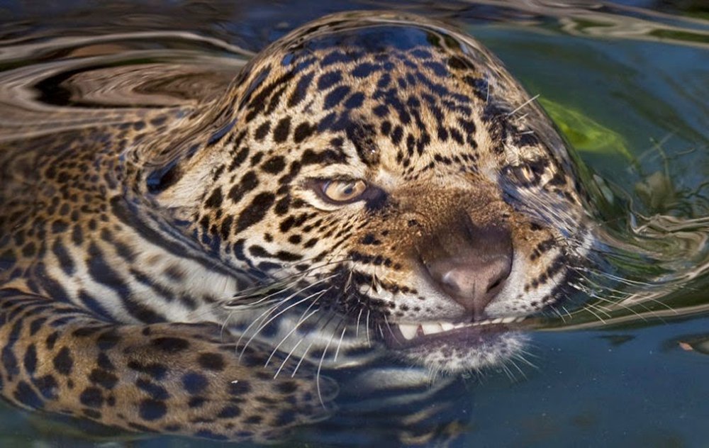 surface tension of water animals