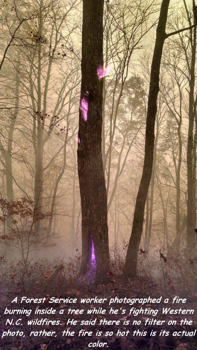 tree burning from the inside - A Forest Service worker photographed a fire burning inside a tree while he's fighting Western N.C. wildfires. He said there is no filter on the photo, rather, the fire is so hot this is its actual 2 color.