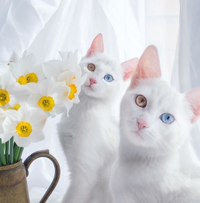 two white cats with two different colored eyes