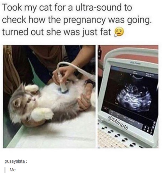 tumblr - cat pregnant but fat - Took my cat for a ultrasound to check how the pregnancy was going. turned out she was just fat pussysista Me