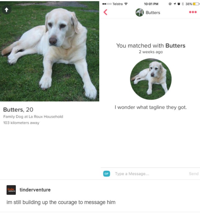 tumblr - puppy - 000 Telstra 0% 38%D Butters You matched with Butters 2 weeks ago I wonder what tagline they got. Butters, 20 Family Dog at La Roux Household 103 kilometers away Gif Type a Message... Send tinderventure im still building up the courage to 