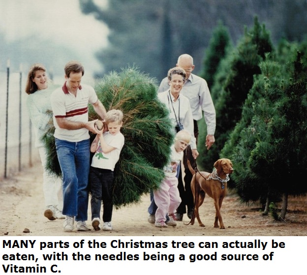 dog - Many parts of the Christmas tree can actually be eaten, with the needles being a good source of Vitamin C.