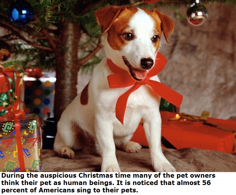 dogs for christmas - During the auspicious Christmas time many of the pet owners think their pet as human beings. It is noticed that almost 56 percent of Americans sing to their pets.