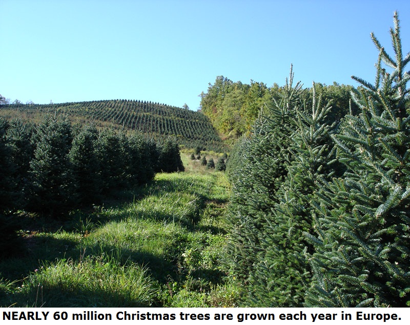 christmas tree farm - Nearly 60 million Christmas trees are grown each year in Europe.