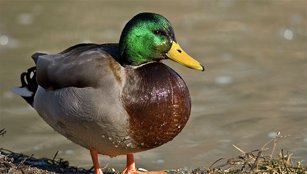 Bread isn’t good for ducks. By feeding them bread, you are actually killing them slowly.