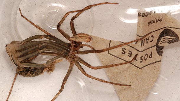 Since spiders molt, when you see what you think is a dead spider, it may just be that the spider left behind its exoskeleton and is now bigger than before.