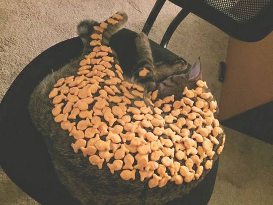 goldfish cat challenge