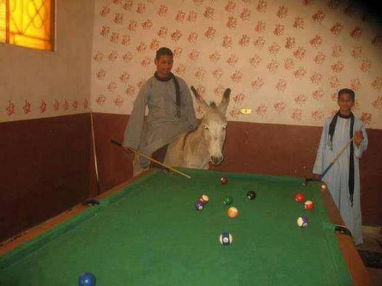 donkey playing snooker